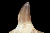 Fossil Mosasaur (Prognathodon) Jaw Section With Tooth - Morocco #116984-1